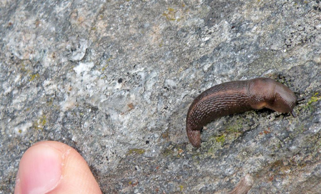 Lumaca dalla Val d''Aosta